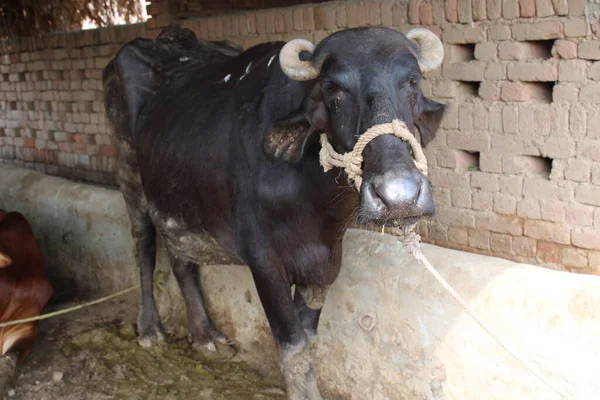 Van Dichtbij Het Hoofd Van Indiaanse Waterbuffel — Stockfoto