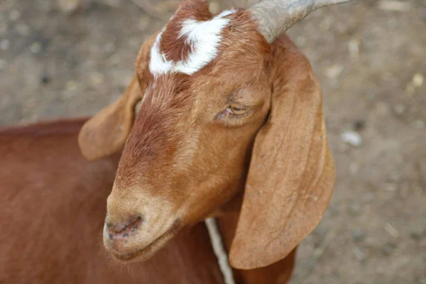 Коза Индийской Породы Коз Молочное Животное — стоковое фото