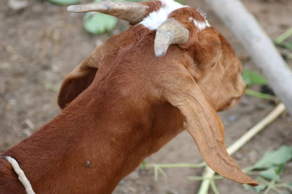 Ziege Aus Indischer Ziegenrasse Ein Milchtier — Stockfoto