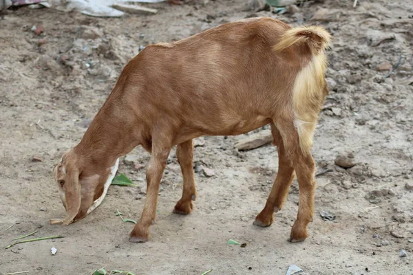 ヤギのインド種からのヤギ酪農動物 — ストック写真