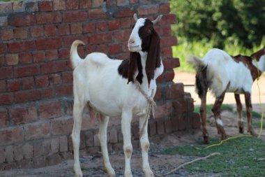 Kızılderili keçi soyundan beyaz keçi.