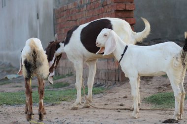 Kızılderili keçi soyundan beyaz keçi.