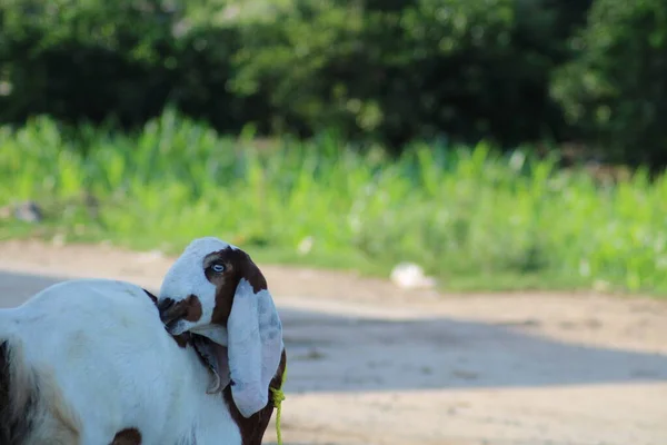 Cabra Branca Raça Indígena Cabras — Fotografia de Stock