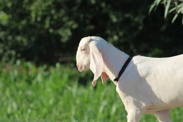 Белая Коза Индийской Породы Коз — стоковое фото