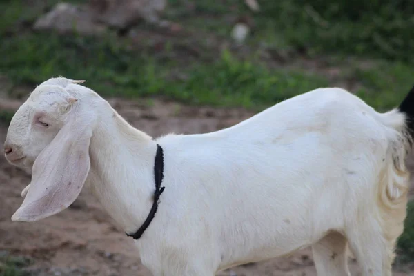 Kızılderili Keçi Soyundan Beyaz Keçi Telifsiz Stok Fotoğraflar