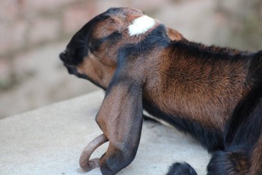 Hayvan çiftliğinde bir hayvan keçisi