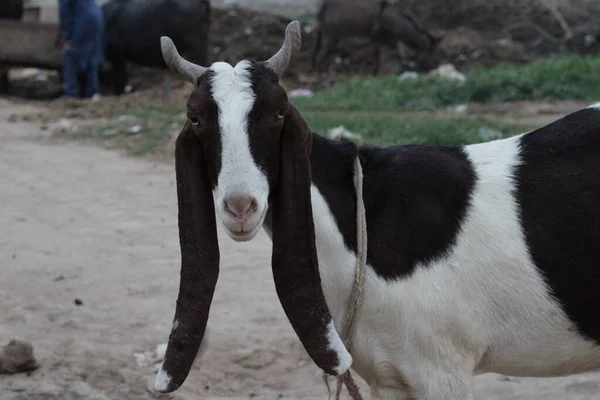 Cabra Uma Raça Indígena Cabras Animal Doméstico — Fotografia de Stock