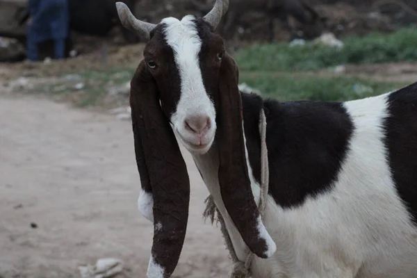 Ziege Eine Indische Rasse Von Ziegen Ein Haustier — Stockfoto