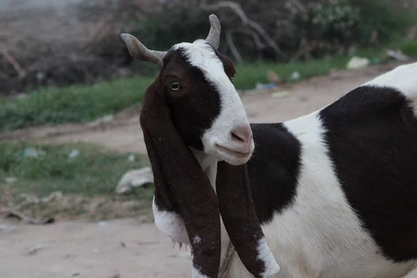 Keçi Yerli Keçi Evcil Bir Hayvan — Stok fotoğraf