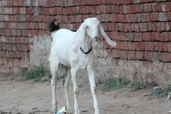 Cabra Una Raza India Cabras Animal Doméstico — Foto de Stock