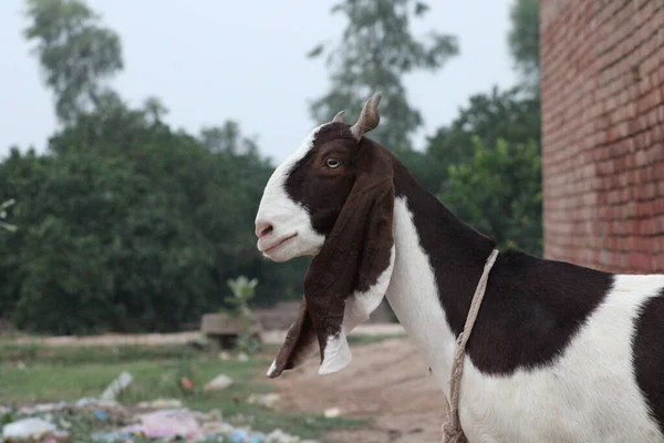 Cabra Uma Raça Indígena Cabras Animal Doméstico — Fotografia de Stock