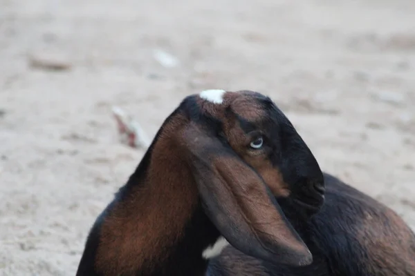 Cabra Una Raza India Cabras Animal Doméstico —  Fotos de Stock