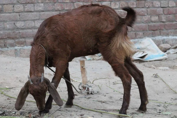 Cabra Uma Raça Indígena Cabras Animal Doméstico — Fotografia de Stock