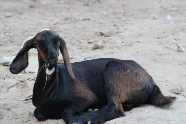 Get Indianras Get Tamdjur — Stockfoto