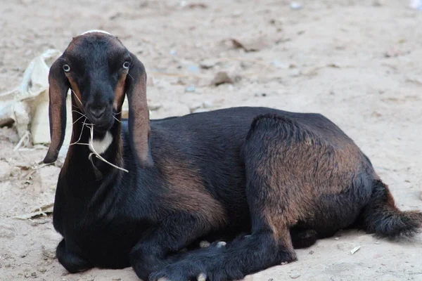 ヤギというインド種のヤギは — ストック写真
