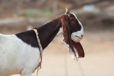 Güzel bir evcil hayvan keçisi.