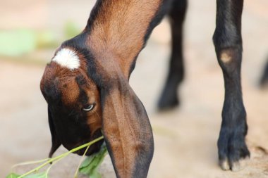 Güzel bir evcil hayvan keçisi.