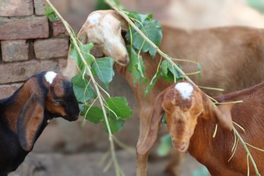 Güzel bir evcil hayvan keçisi.