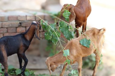 Güzel bir evcil hayvan keçisi.