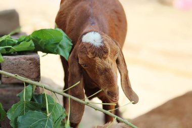 Güzel bir evcil hayvan keçisi.