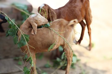 Güzel bir evcil hayvan keçisi.