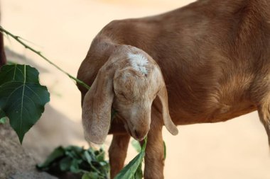 Güzel bir evcil hayvan keçisi.