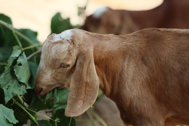 Güzel bir evcil hayvan keçisi.
