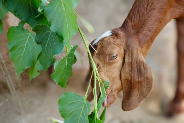 Güzel bir evcil hayvan keçisi.