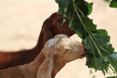 Güzel bir evcil hayvan keçisi.