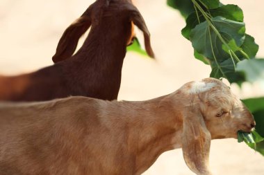 Güzel bir evcil hayvan keçisi.