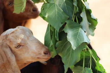 Güzel bir evcil hayvan keçisi.