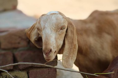 Güzel bir evcil hayvan keçisi.