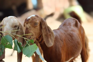 Keçiler yeşil yaprakları yerken
