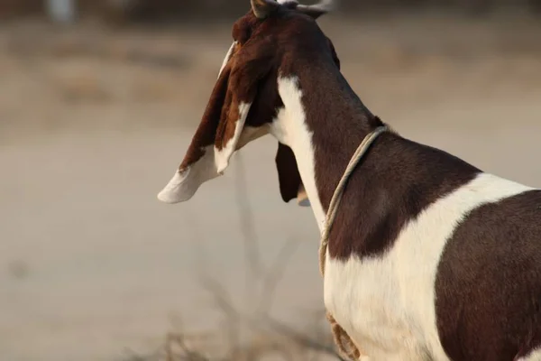 Goat Lovely Domestic Dairy Animal — Stock Photo, Image