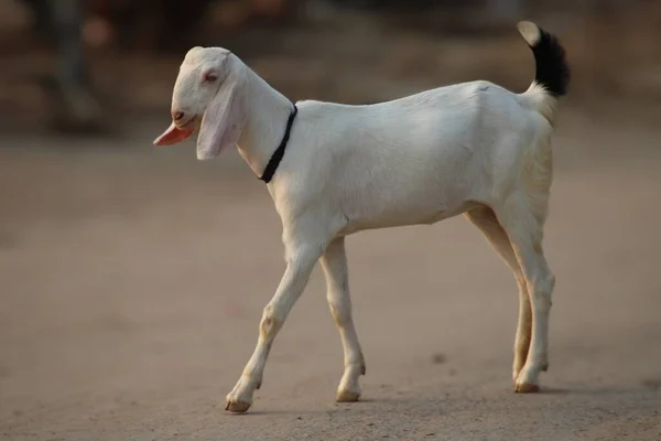 Cabra Hermoso Animal Lechero Doméstico — Foto de Stock