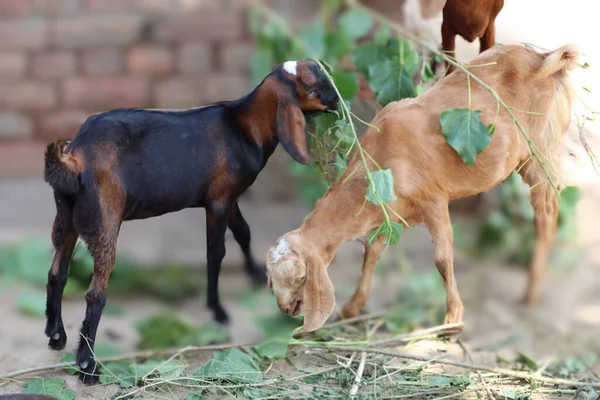 Güzel bir evcil hayvan keçisi.
