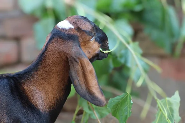 Cabra Hermoso Animal Lechero Doméstico —  Fotos de Stock