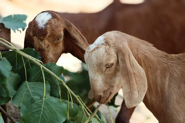 Güzel bir evcil hayvan keçisi.