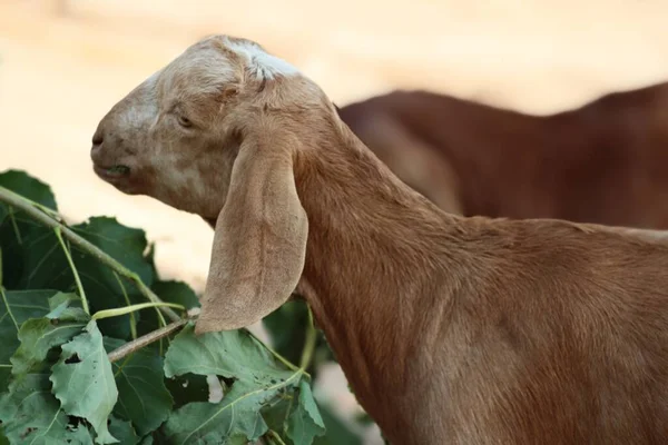 Güzel bir evcil hayvan keçisi.