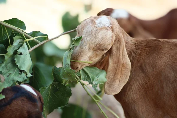 Güzel bir evcil hayvan keçisi.