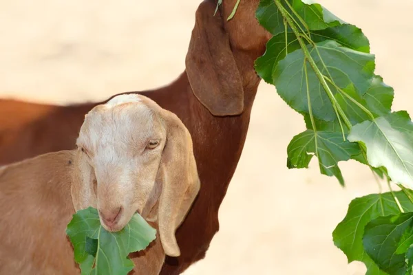 Güzel bir evcil hayvan keçisi.