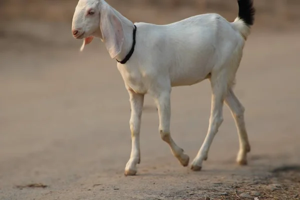 Cabra Animal Leiteiro Doméstico Adorável Imagem De Stock