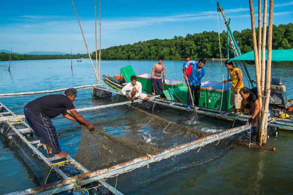 Nakornsrithammarat Thailand Outubro 2017 Pescadores Tailandeses Pegar Peixes Robalo Para — Fotografia de Stock