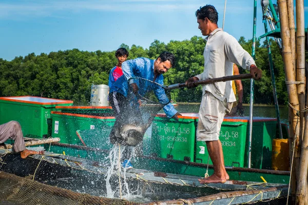 Nakornsrithammarat Thailand October 2017 Thai Fishermen Catch Fish Sea Bass — Stock Photo, Image
