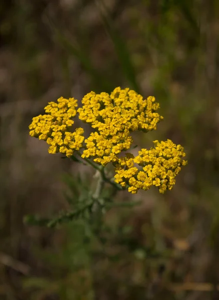 Желтый Цветок Один Поле — стоковое фото