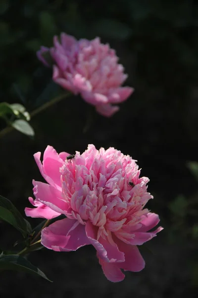 Peônias Rosa Crescendo Jardim Botânico — Fotografia de Stock