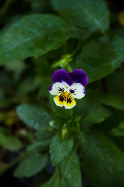 Flores Que Pueden Comer — Foto de Stock