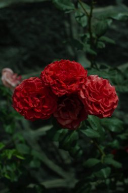 Sokakta parlak kırmızı bir gül