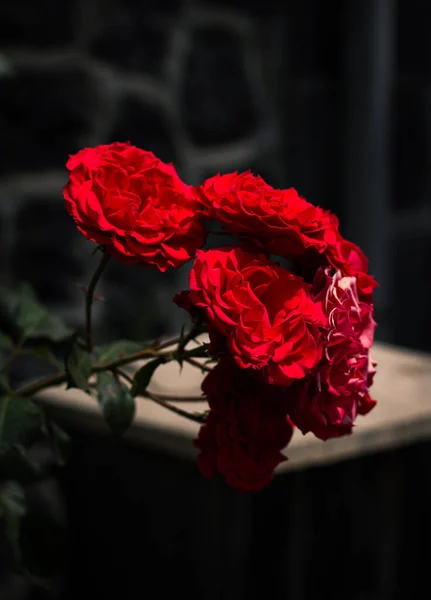 Arbusto Rosa Rossa Brillante Strada — Foto Stock