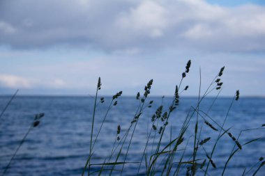 Denizin arka planında çimen çıkıntıları